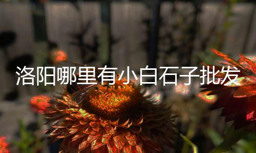 天津石子地笼批发、丽水水磨石子批发、成都哪里有石子批发的、张家口附近石子批发